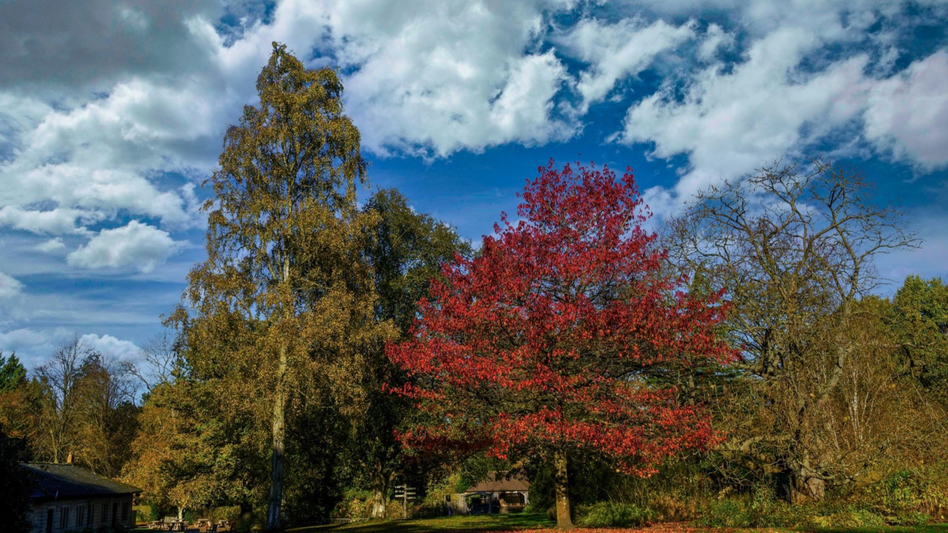 An image of some healthy trees representing keeping the environment clean when considering junk removal.